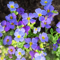 Blau aubrieta samen for anpflanzung
