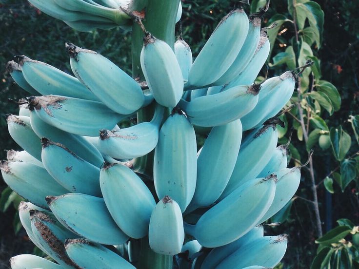 Blau banana fruits hanging on banana pflanze