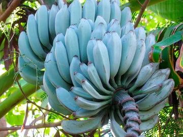 Blau banana fruit samen for anpflanzung
