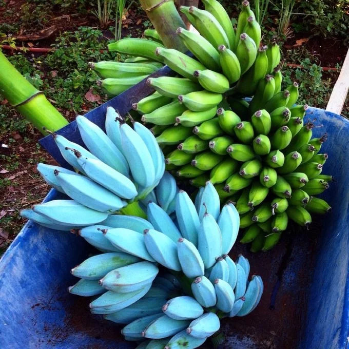 Blau banana pflanze growth stages