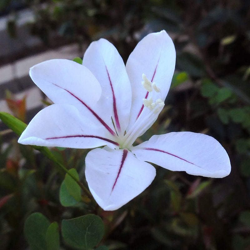 Blau bauhinia samen for anpflanzung