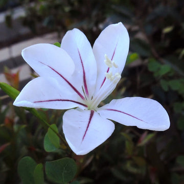 Blau bauhinia samen for anpflanzung