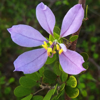 Blau bauhinia tree samen for easy anpflanzung