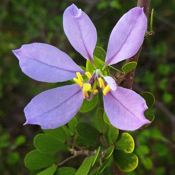 Blau bauhinia tree samen for easy anpflanzung