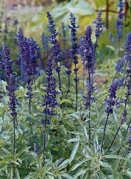 Blue Bedder Sage Salvia farinacea Anbau in Sunny Garten Border