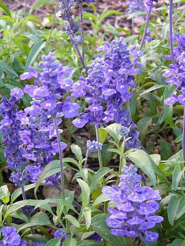 Blue Bedder Sage Samen Salvia farinacea Vibrant Blue Blumen