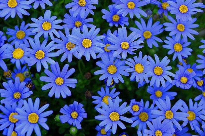 Blau bellis perennis blume samen