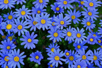 Blau bellis perennis blume samen