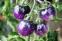 Blue berries tomato samen für aussaat