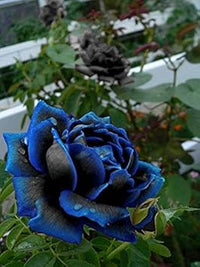 Blau schwarz rose blume samen for anpflanzung