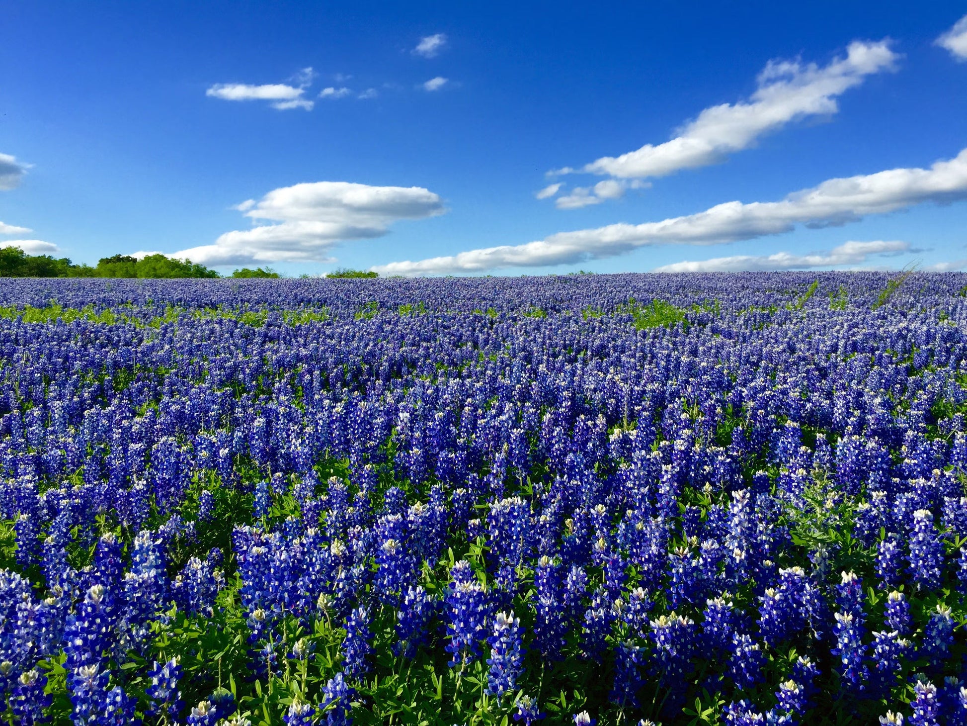Field of blau bonnet blumen in spring