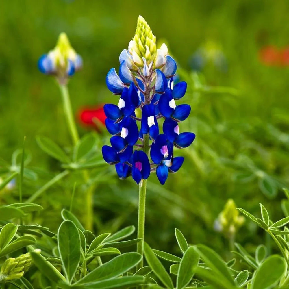 Blau bonnet blume samen for anpflanzung