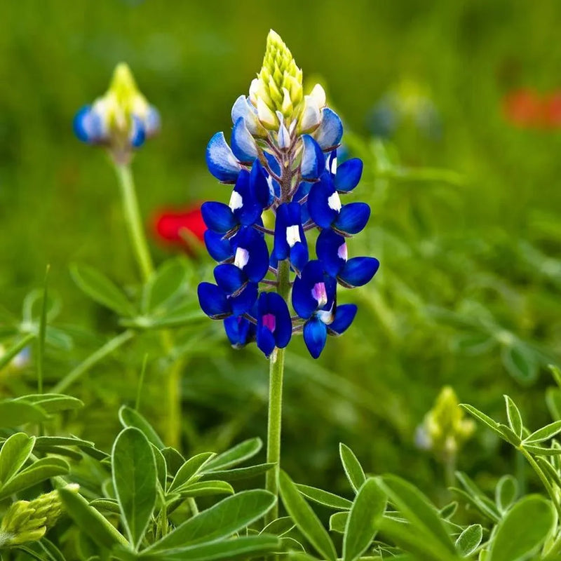 Blau bonnet blume samen for anpflanzung