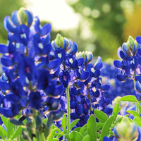 Blau bonnet blumen wachsend in garten bed