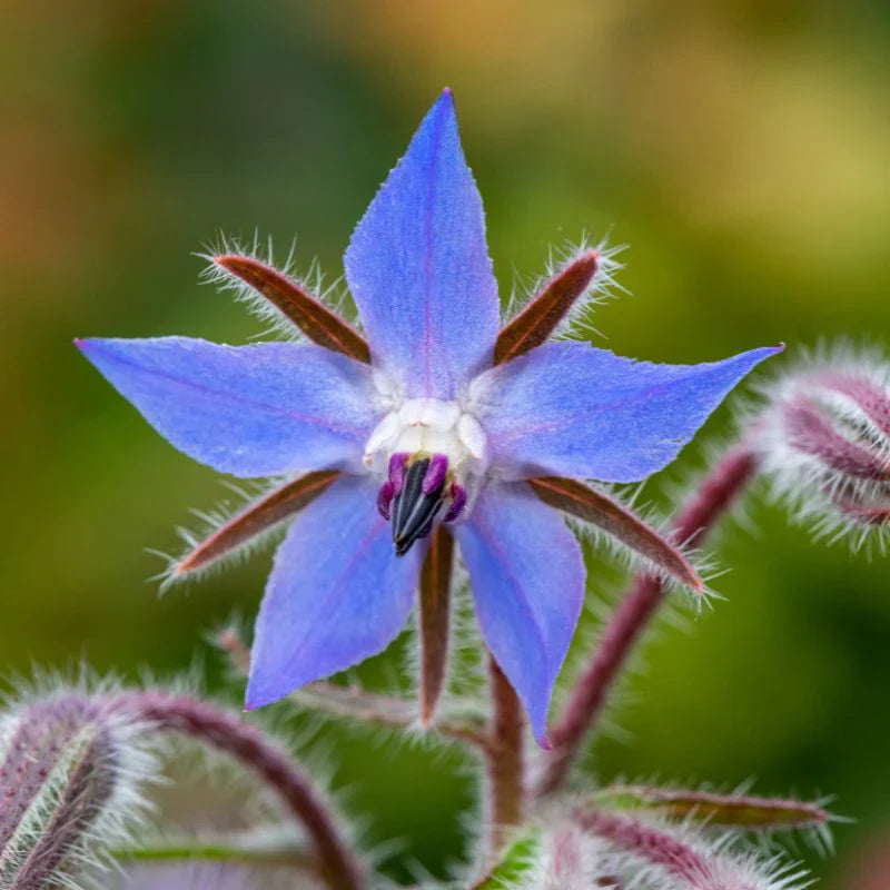 Blau borage blume samen for anpflanzung