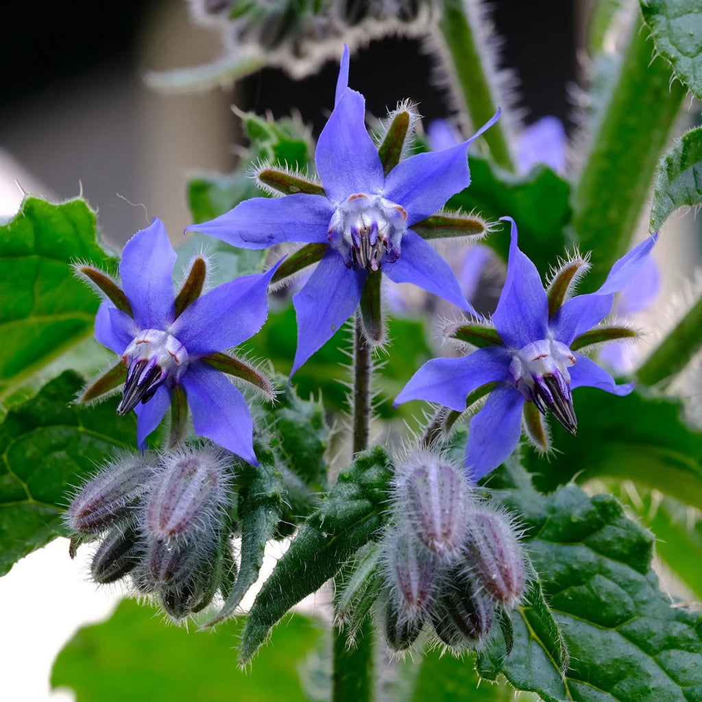 Borage Blumensamen zur Aussaat Wildblume Mischung Traditionssorte & ohne Gentechnik Samen Hausgarten