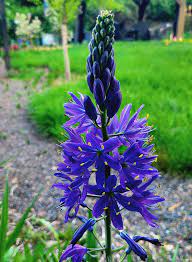 Blue Camas Anbau in Wildflower Garten with Spring Blooms