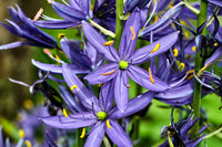 Blue Camas Samen Camassia quamash Wild Indian Hyacinth Blue Blumen