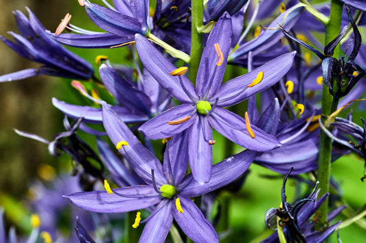 Blue Camas Samen Camassia quamash Wild Indian Hyacinth Blue Blumen