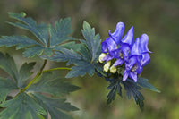 Blau carmichaelii samen for borders and cottage gardens
