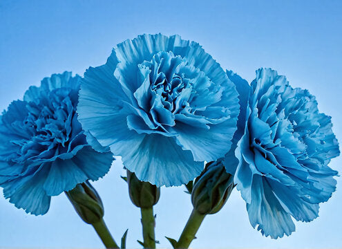 Blau carnation blume samen for anpflanzung
