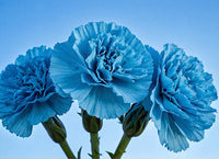 Blau carnation blume samen for anpflanzung