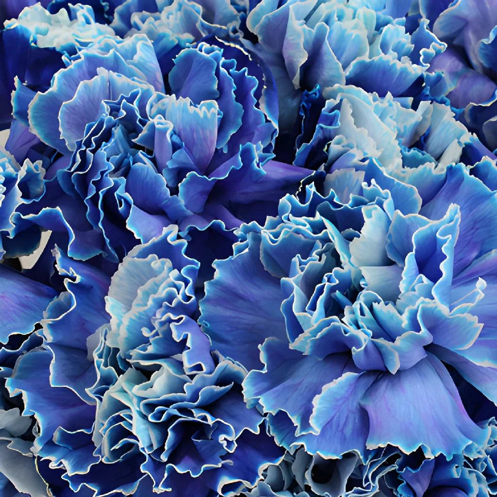 Blau carnation blumen wachsend in töpfen