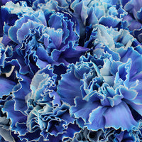 Blau carnation blumen wachsend in töpfen