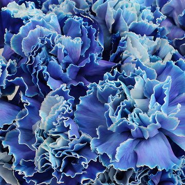 Blau carnation blumen wachsend in töpfen