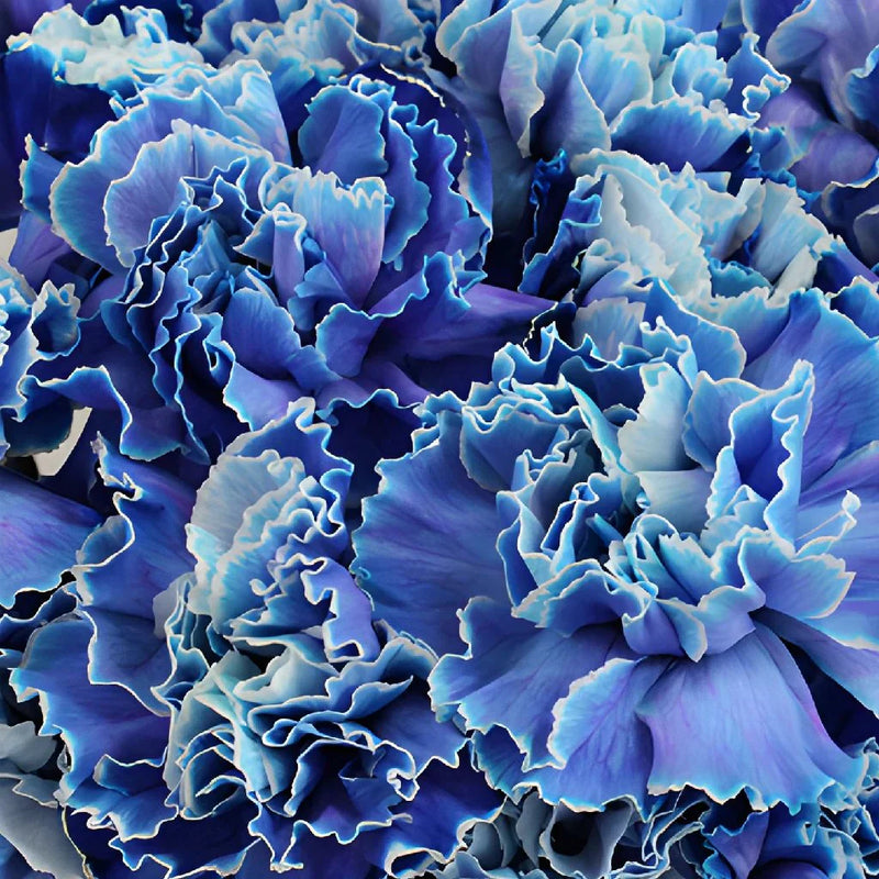 Blau carnation blumen wachsend in töpfen