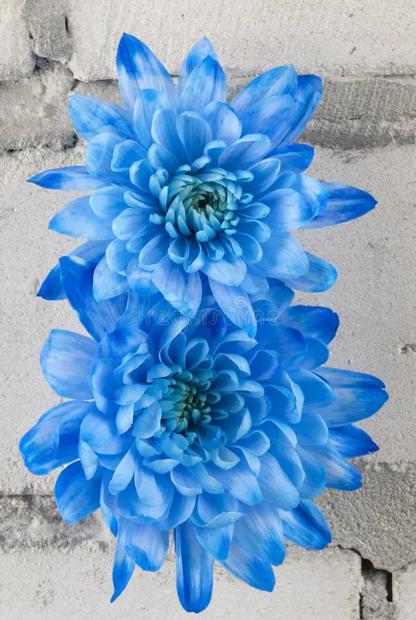 Himmelblau & Weiß Chrysantheme Blumensamen zur Aussaat Landhaus Garten wichtig Traditionssorte & ohne Gentechnik Samen Hausgarten
