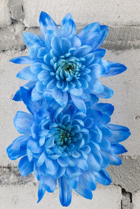 Himmelblau & Weiß Chrysantheme Blumensamen zur Aussaat Landhaus Garten wichtig Traditionssorte & ohne Gentechnik Samen Hausgarten