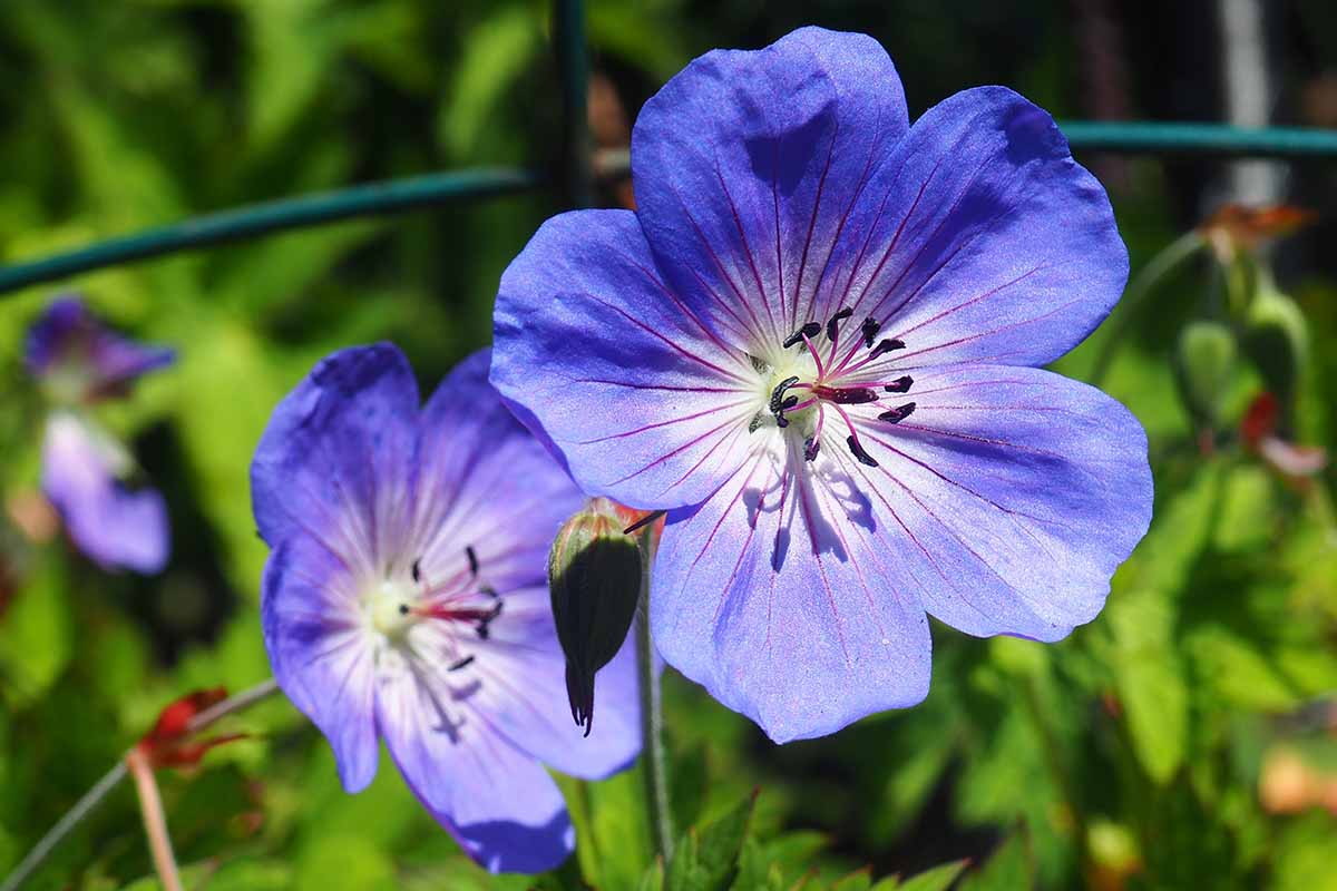 Blau climbing geranium blume samen for anpflanzung premium garten samen