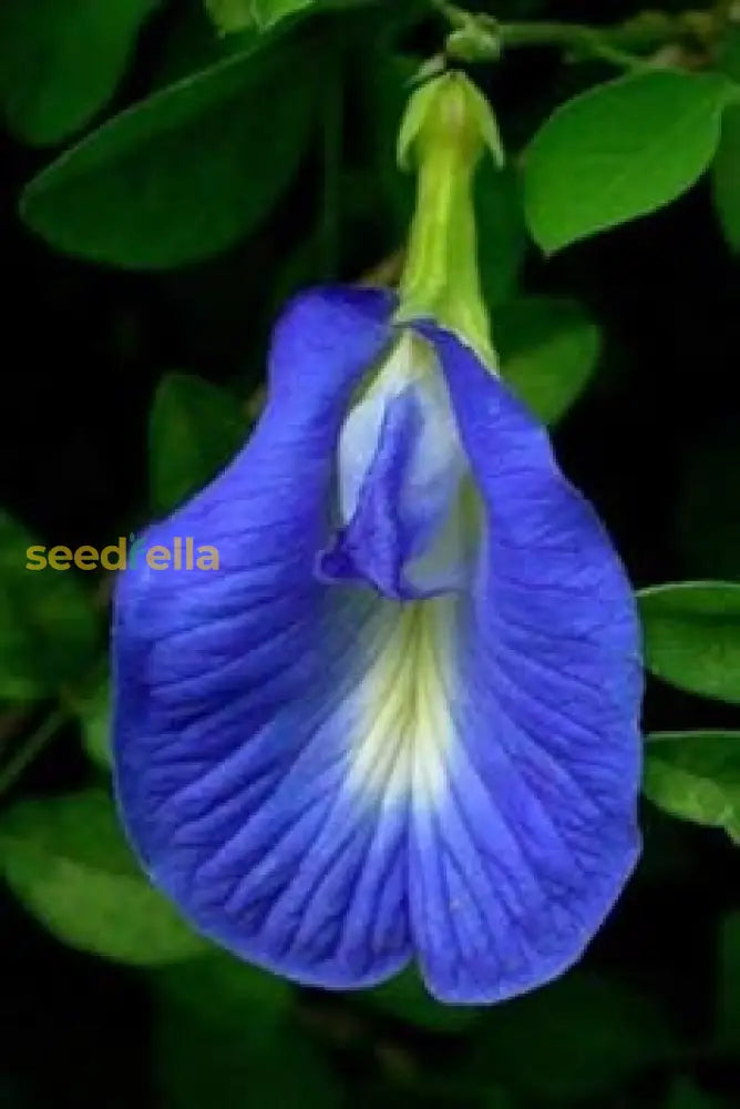 Blau clitoria blume samen for vibrant garten blooms
