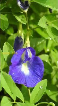 Blau clitoria samen for borders and garten beds
