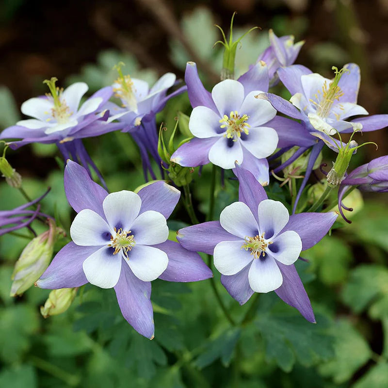 Blau Weiß Akelei Coerulea Blumensamen zur Aussaat – Drought verträglich – Traditionssorte & ohne Gentechnik Samen Hausgarten