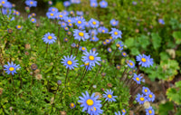 Compact blau felicia blumen for borders and töpfen
