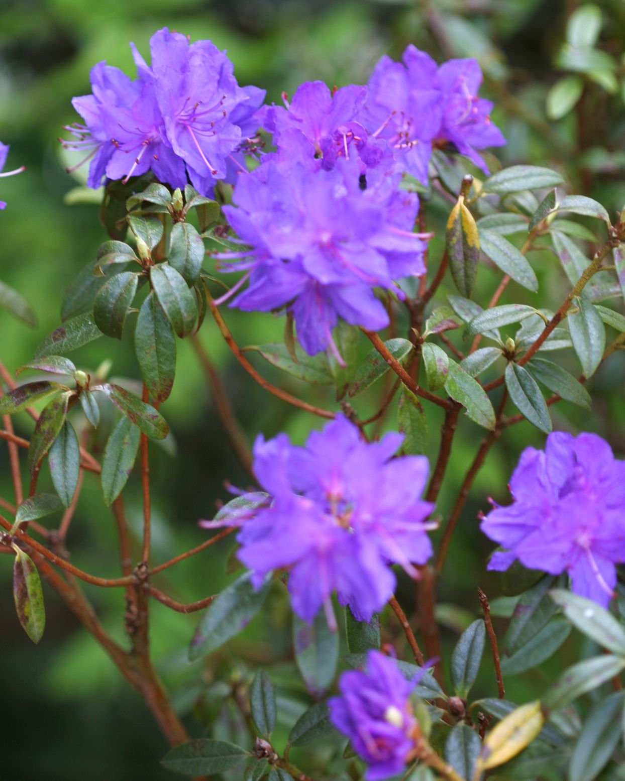 Lila Rhododendron Blumensamen zur Aussaat – Bestäuber freundlich – Traditionssorte & ohne Gentechnik Samen Hausgarten