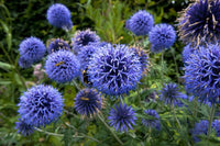 Echinops blume samen for anpflanzung premium quality heirloom & gmo free samen for home garten 
 
 sale for anpflanzung in home garten