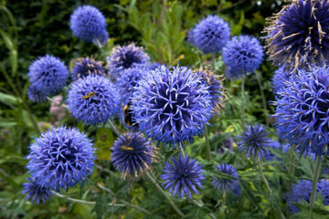 Echinops blume samen for anpflanzung premium quality heirloom & gmo free samen for home garten 
 
 sale for anpflanzung in home garten