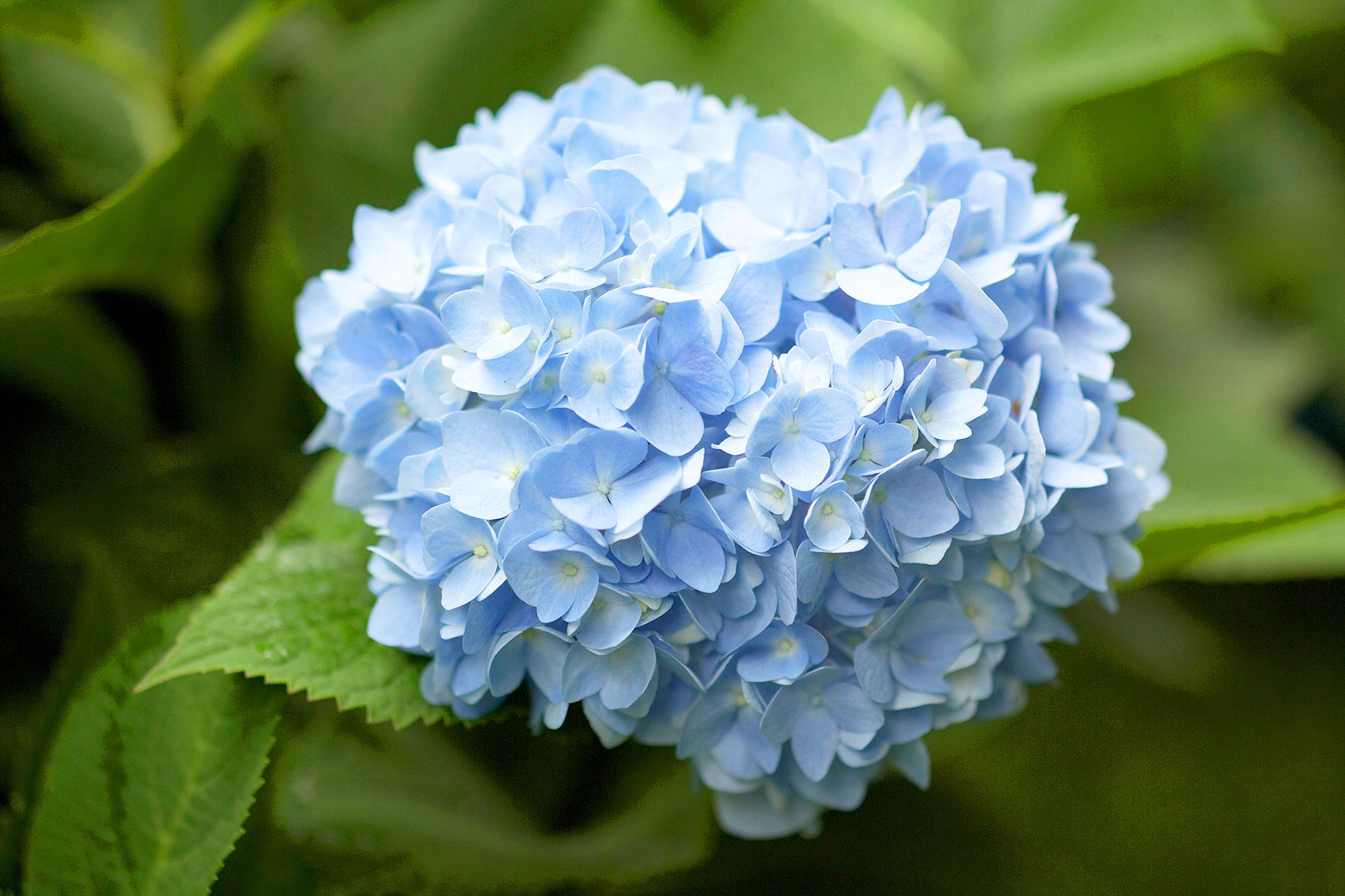 hell Blau Hortensie Blumensamen zur Aussaat Schnitt Blume beliebt Traditionssorte & ohne Gentechnik Samen Hausgarten