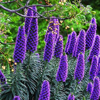 Blau fastuosum samen for vibrant garten blooms
