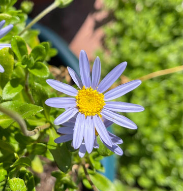 Blau felicia amelloides blume samen for anpflanzung
