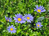 Blau daisy felicia samen producing vibrant blumen
