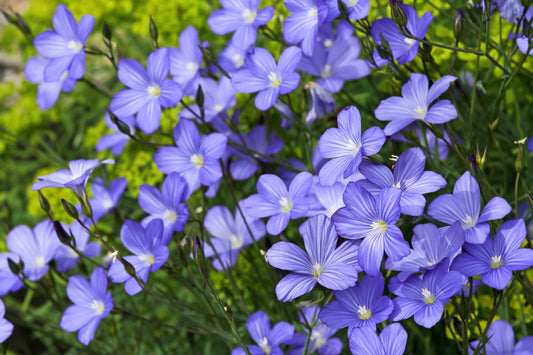 Blue Flax Samen Linum perenne