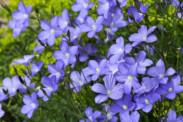 Blue Flax Samen Linum perenne