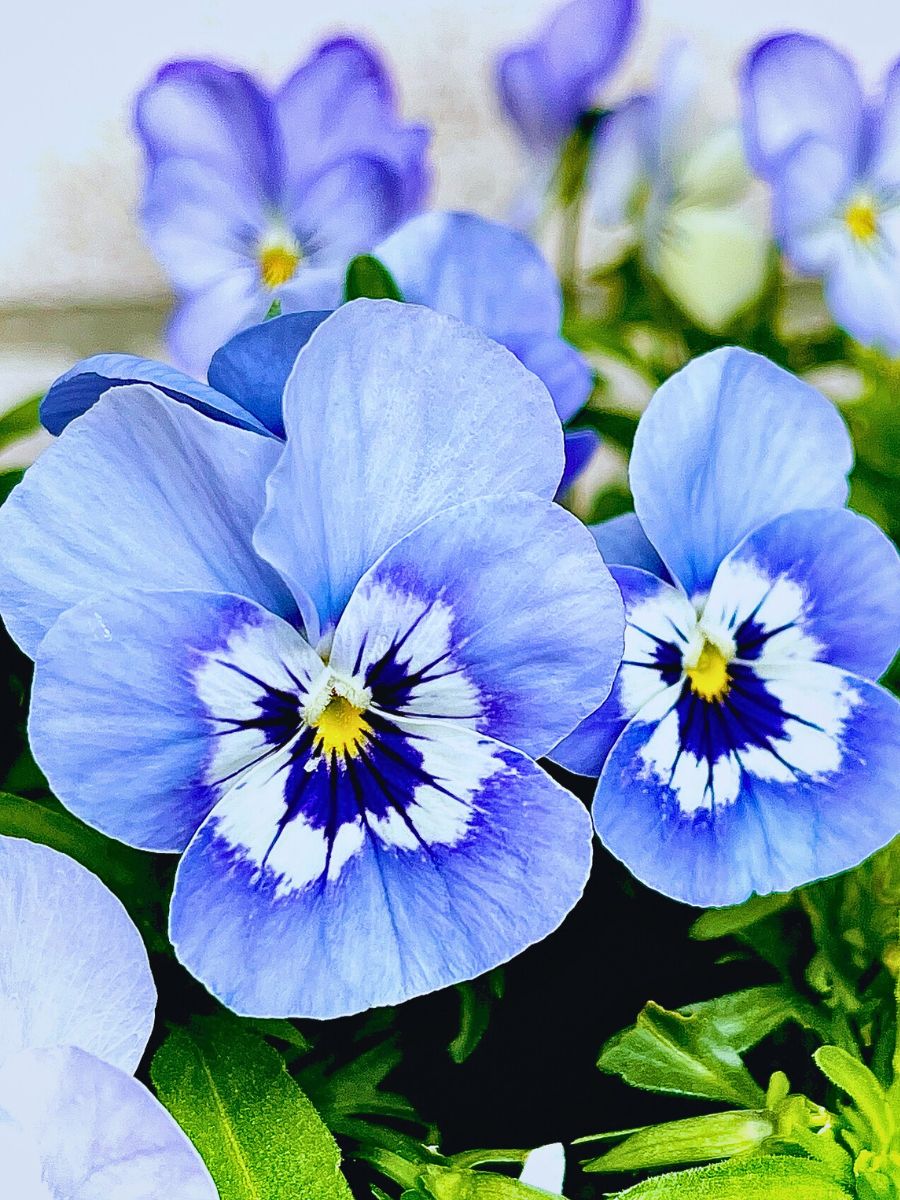 Blau Crystal Pansy Blumensamen – ideal zur Aussaat