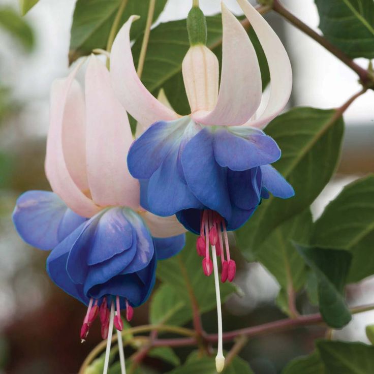 Blau fuchsia blume samen
