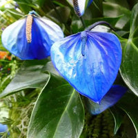 Blau futaba anthurium samen for anpflanzung