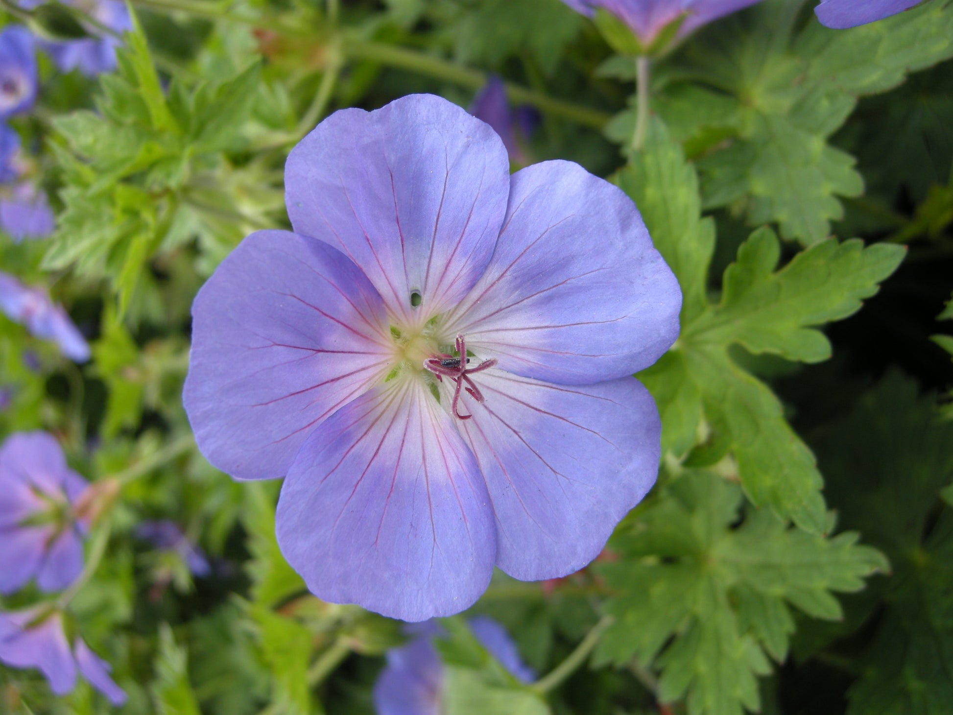 Blau geranium blumen wachsend in a cool-climate garten